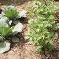 Bonnes et mauvaises associations de l�gumes au potager