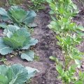 Quels l�gumes semer ou planter en juin au jardin ?