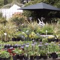 Journ�e des plantes de Courson (91) - Printemps 2009