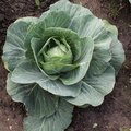 L�gumes d'automne et d'hiver