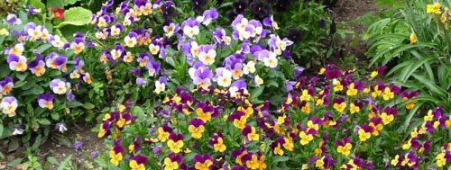 quel arbre planter en juin