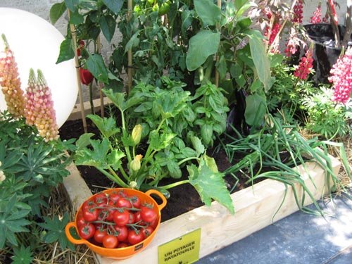 Un potager ratatouille