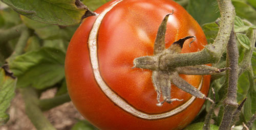 quel insecte mange les tomates