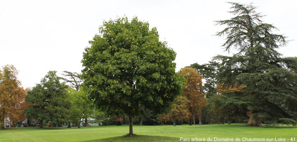 quand planter des arbres