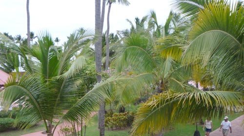 quel arbuste mettre en plein soleil