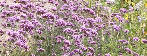 quelle fleur semer en mars