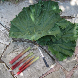 Fabrication du purin de rhubarbe