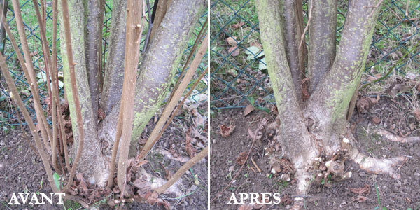 Coupe d'un noisetier