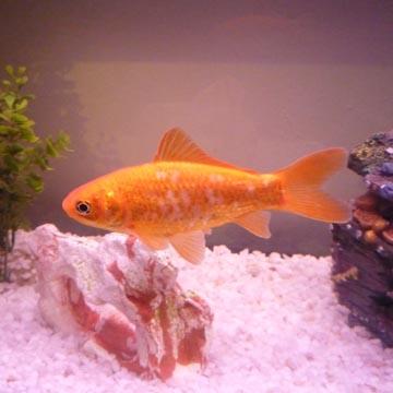 Bubulle : poisson d'avril - 