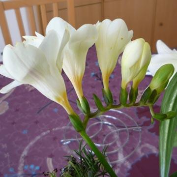 Freesia - 