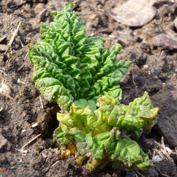 Rhubarbe - 