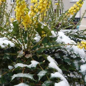 Mahonia fleuri sous la neige - 