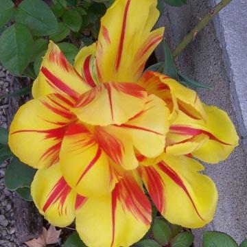 Tulipe 'Monsella' - 