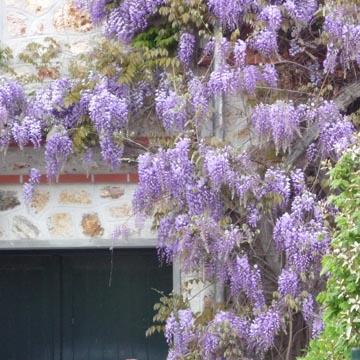 Glycine - 