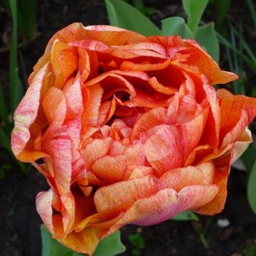Tulipe double - 