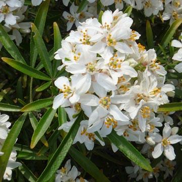 Fleurs de choisya - 