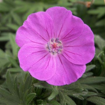 G�ranium sanguineum violine - 