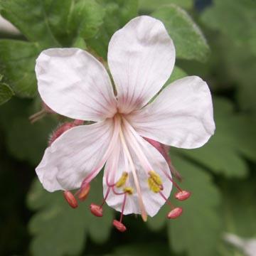 G�ranium macrorrhizum 'Spessart' - 