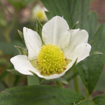 Fleur de fraisier - 
