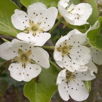 Fleurs de poirier - 
