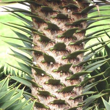 Araucaria - 