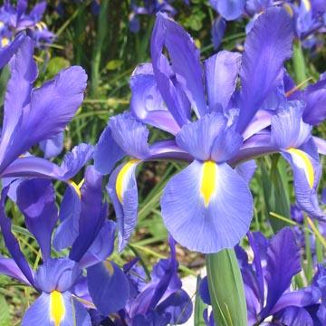Iris - 