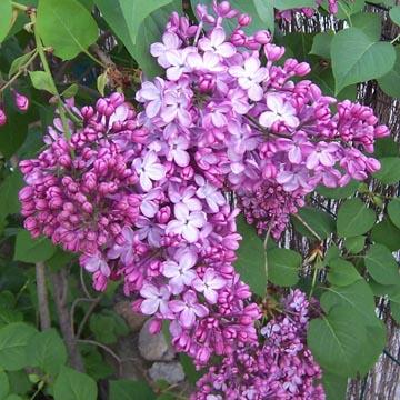 Lilas - 