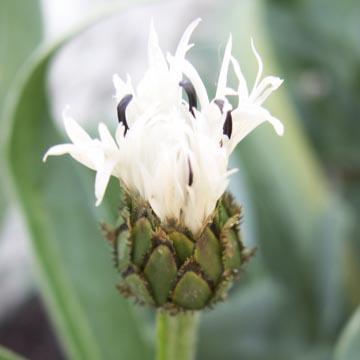 Bouton de bleuet blanc - 