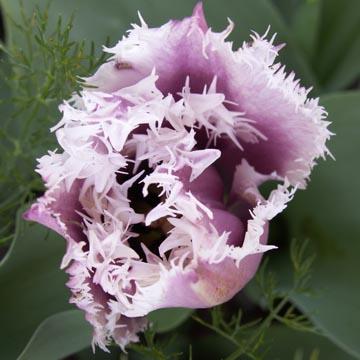 Tulipe Cummins - 
