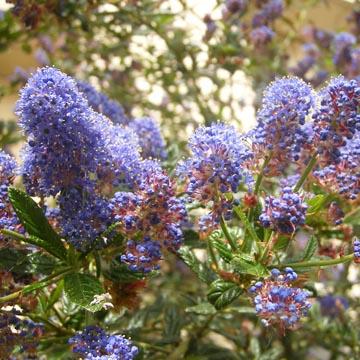 Ceanothe - 