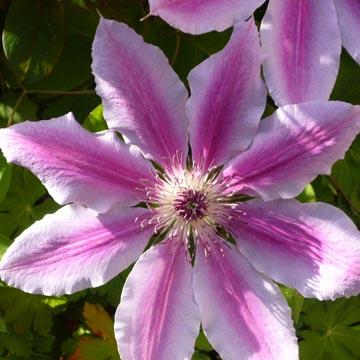Cl�matite 'Nelly Moser' - 
