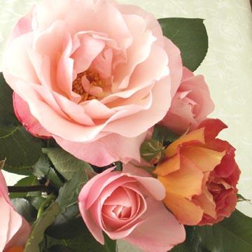 Roses de mon jardin - 
