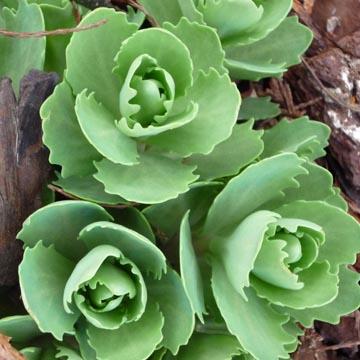 Sedum - 