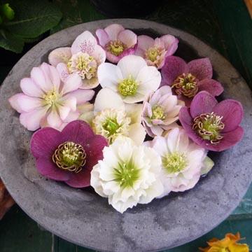 Hellebore - 