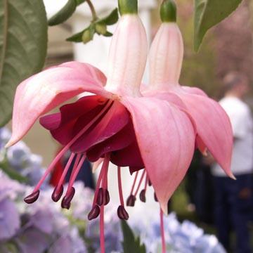 Fuchsia - 