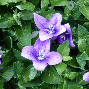 Platycodon - 