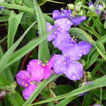 Duo de tradescantia - 