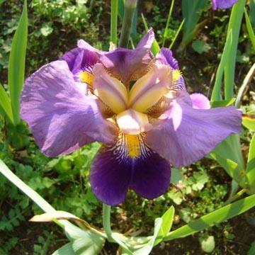 Iris - 
