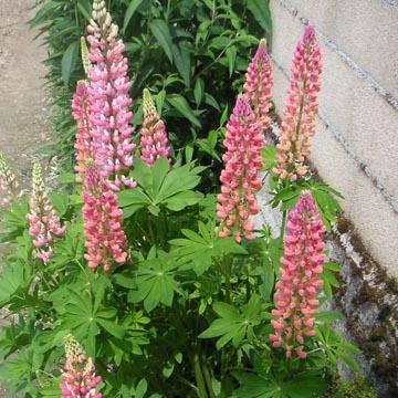 Lupin - 