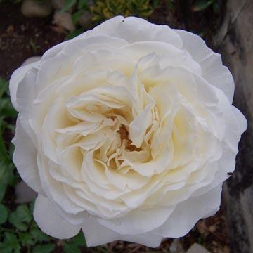 Rose 'Jeanne Moreau' - 