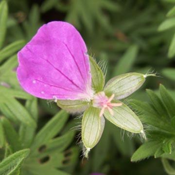 G�ranium d�fleuri - 