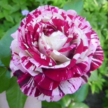 Rose 'Julio Igl�sias' - 
