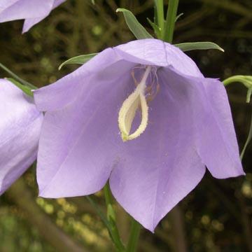 Grande Campanule - 