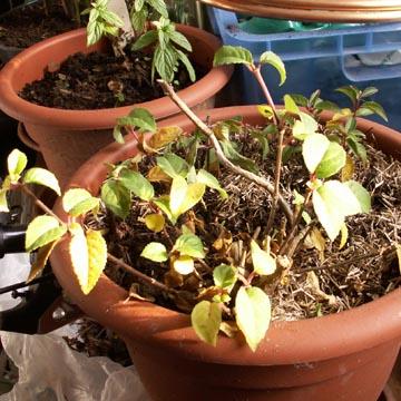 Hivernage d'un fuchsia - 