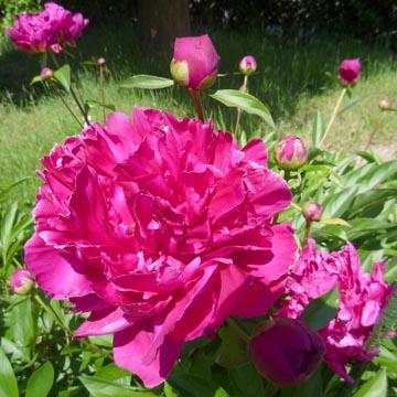 Pivoine - 