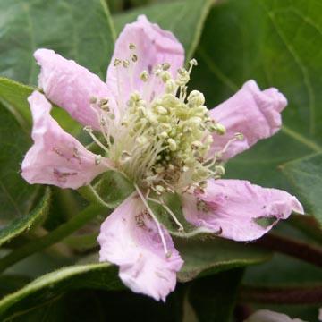 Fleur de m�re - 