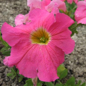 P�tunia - 