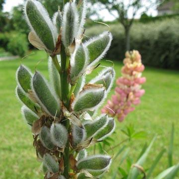 Graines de lupins - 