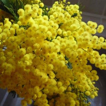 Mimosa en fleurs