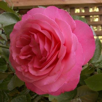 Rose 'Rosanna' - 